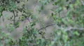 super slow motion pair of butterflies fluttering in brush HD 동영상