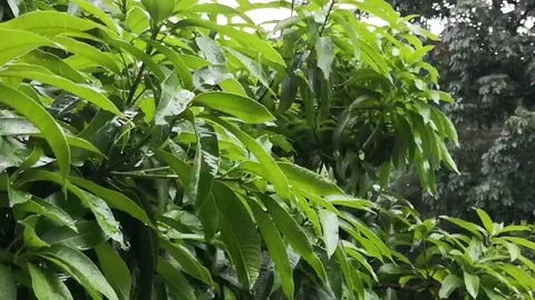 Super slow motion of rain water droplets falling heavily on mango tree Stock Footage 96908283