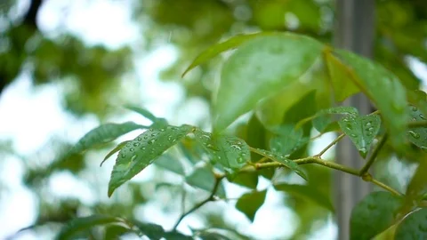 Super slow motion of raindrops in green leaves  Stock Footage 76423855