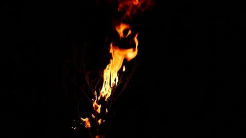 Super slow motion of real burning tree, close-up fire flame on black background Stock Footage 198987057