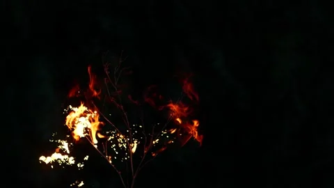 Super slow motion of real burning tree, close-up fire flame on black background Video stock 200929179