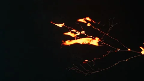 Super slow motion of real burning tree, close-up fire flame on black background Видео 201127477