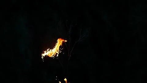 Super slow motion of real burning tree, close-up fire flame on black background Stock Footage 202110386