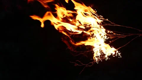 Super slow motion of real burning tree, close-up fire flame on black background Stock Footage 203869002