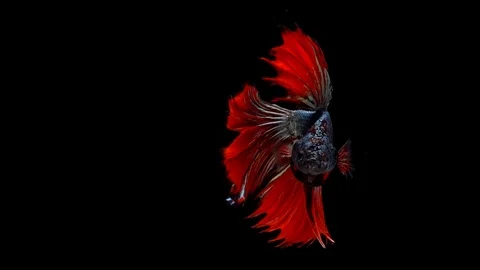 Super slow motion of RED Siamese fighting fish (Betta splendens), well known  Stock Footage 100138294