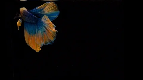 Super slow motion of RED Siamese fighting fish, well known name is Plakat Thai Stock Footage 102593780