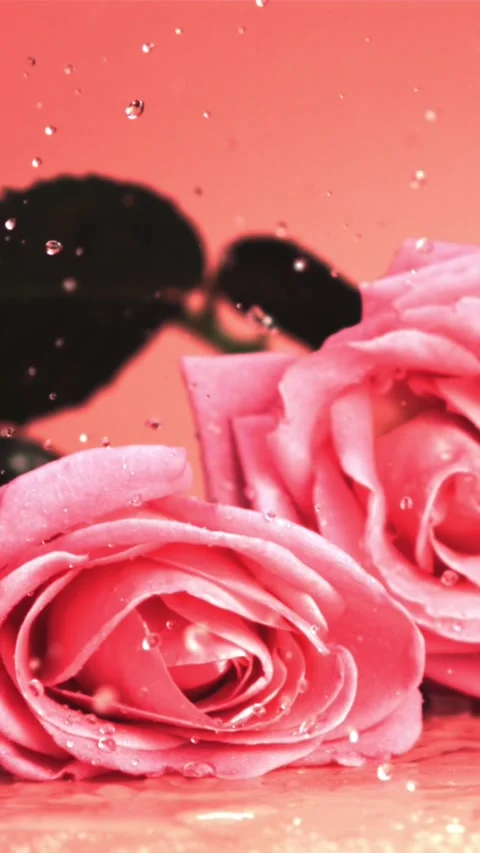 Super slow motion rose flowers fall on the table with splashes of water. Filmed Stock Footage 335287809
