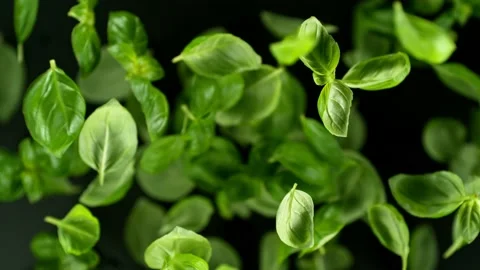 Super slow motion of rotating basil leaves on black background. Stock Footage 238439913