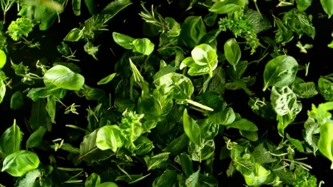 Super slow motion of rotating basil leaves on black background. Stock Footage 304522679