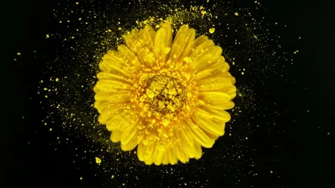 Super slow motion of rotating gerbera blossom with powder. Stock Footage 243023288