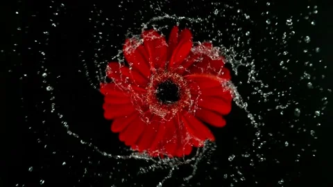 Super slow motion of rotating wet red gerbera blossom. Stock Footage 217518540