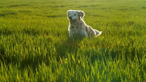 Super slow motion of running dog in the meadow, facing camera Stock Footage 107054327