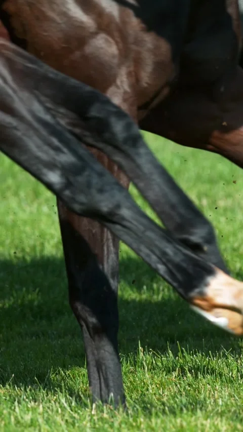 Super Slow Motion of Running Horses on Derby. Stock Footage 296741492