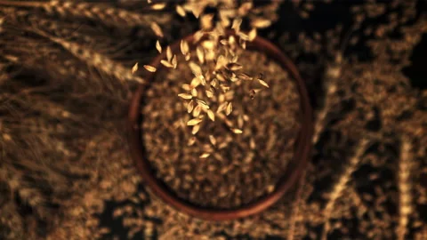 The super slow motion of rye grains fall onto a wooden plate. Top view Stock Footage 163612367