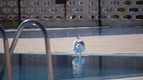 Super Slow Motion Seagull Drinking Water from Pool Stock Footage 344553828