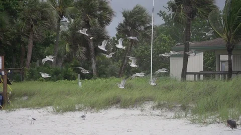 Super slow motion seagulls on beach Stock Footage 84703708