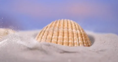 Super Slow Motion Serene Seaside Landscape Emphasizing Shell Partially Buried Am Stock Footage 335579361
