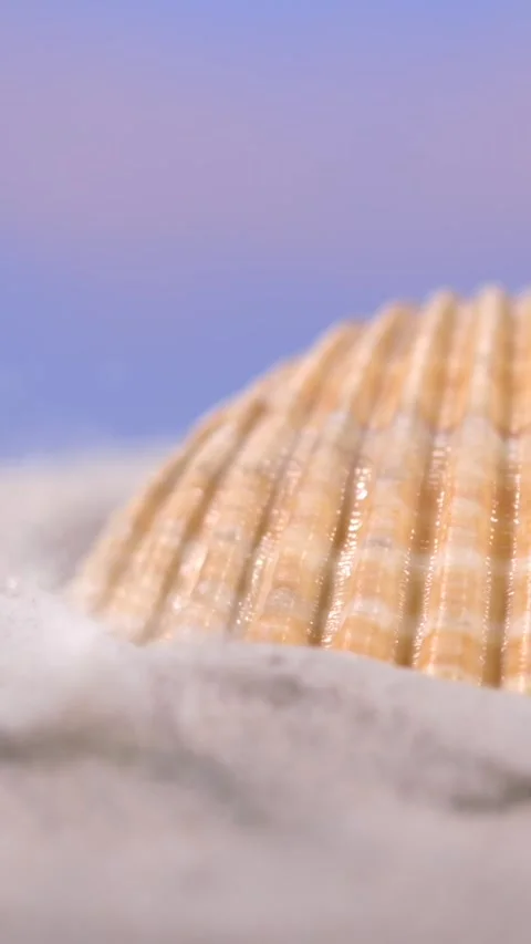  Super Slow Motion Shell Half Buried In Sand Stock Footage 335108977