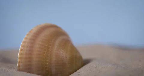 Super Slow Motion Shell Halfburied In Sand Coastal Still Life Stock Footage 335109161