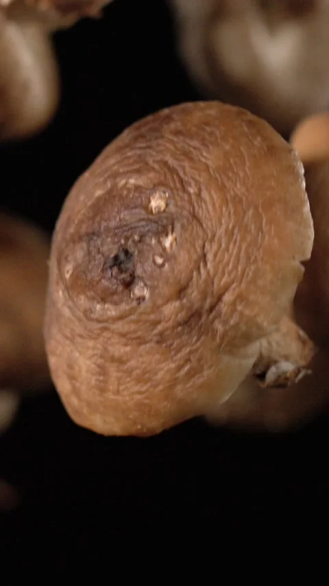 Super slow motion, Shiitake Cap Closeup Slowmotion On Black Background, Hero Stock Footage 330273548