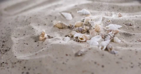 Super Slow Motion Shimmering Shells And Soft Sands Inspire Marine Expedition Stock Footage 334707941