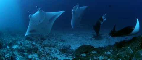SUPER SLOW MOTION. A shool Alfred manta (reef manta rays), Manta alfredi, swi Stock Footage 113139455