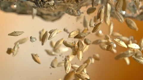 Super Slow Motion Shot of Barley Grains Falling into Water at 1000fps. Beer Stock Footage 341559279