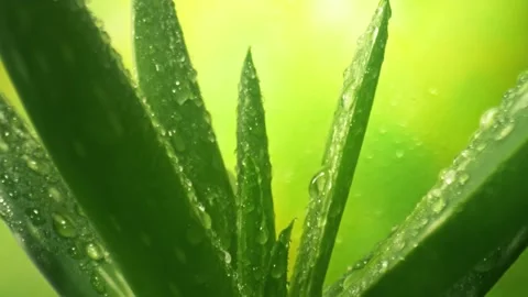 körperreinigung aloe vera Aloe Vera Seamoss (Detox, Hydrating, Lighten Blemishes, Stabilizes Blo –  Holistic Energy Flow main image 1