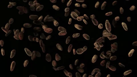 Super Slow Motion Shot of Exploding Raw Cocoa Beans on Black Background at Stock Footage 137408144