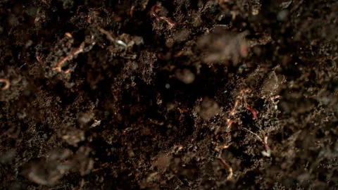 Super Slow Motion Shot of Exploding Substrate with Earthworms Towards Camera at 库存影片 320394093