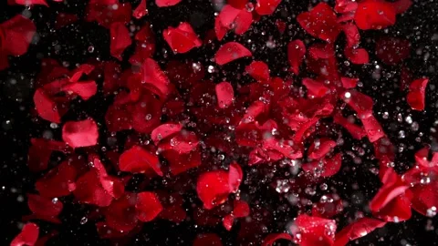 Super slow motion shot of explosion red rose petals and water drops isolated on 스톡 동영상 173013645