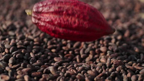 Super slow motion shot of falling bright red cacao pod on cocoa beans Stock Footage 221691201