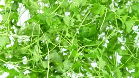 Super Slow Motion Shot of Flying Fresh Coriander Towards Camera at 1000 fps. Stock Footage 144971904