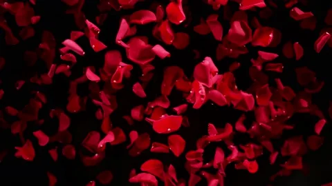 Super slow motion shot of flying red rose petals towards camera isolated on 스톡 동영상 173536638