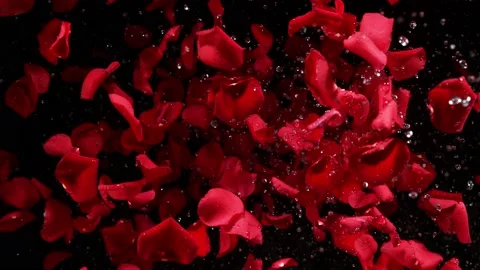 Super slow motion shot of flying red rose petals and water drops isolated on 스톡 동영상 173884635