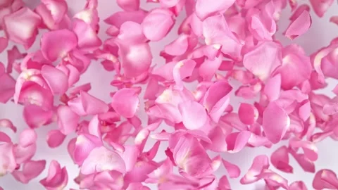 Super slow motion shot of flying pink rose petals towards camera on white Stock Footage 176946888