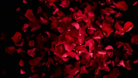 Super slow motion shot of flying red rose petals towards camera isolated on Video stock 178485067