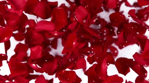 Super slow motion shot of flying red rose petals towards camera on white 스톡 동영상 198922337
