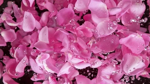 Super slow motion shot of flying pink rose petals and water drops isolated on 스톡 동영상 199663656