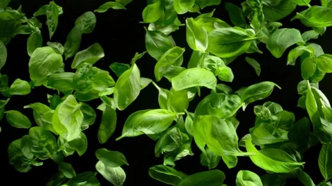Super Slow Motion Shot of Fresh Basil Leaves Exploded Towards Camera at 1000fps. Video stock 282957416