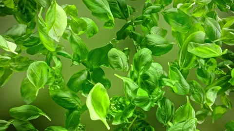Super Slow Motion Shot of Fresh Basil Leaves Exploded Towards at 1000fps Video stock 283546603