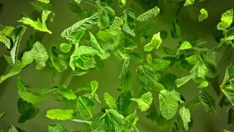 Super Slow Motion Shot of Fresh Mint Leaves Exploded Towards Camera at 1000fps. 스톡 동영상 284002278