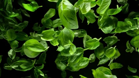 Super Slow Motion Shot of Fresh Basil Leaves Exploded Towards at 1000fps. Video stock 284571446