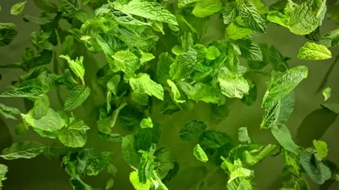Super Slow Motion Shot of Fresh Mint Leaves Exploded Towards, 1000fps. Video stock 286373266