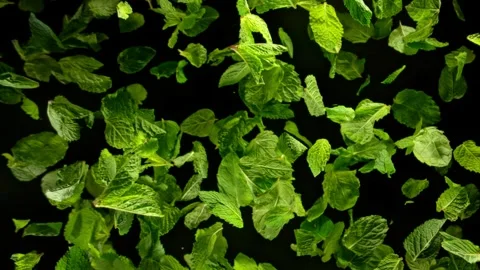 Super Slow Motion Shot of Fresh Mint Leaves Exploded Towards, 1000fps. Video stock 287918559