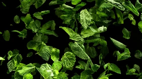 Super Slow Motion Shot of Mint Leaves Exploded Towards Camera at 1000fps. Stock Footage 288534795