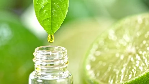 Super Slow Motion Shot of Oily Lime Essence Drop from Fresh Green Leaf into Stock Footage 157612450