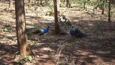 Super slow motion shot of peacock fighting Stock Footage 77609068