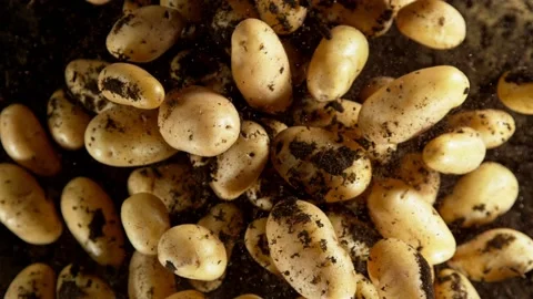 Super Slow Motion Shot of Potatoes Exploded From the Ground Towards Camera at Video stock 211849046