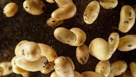 Super Slow Motion Shot of Potatoes Exploded From the Ground Towards Camera at Video stock 319747589